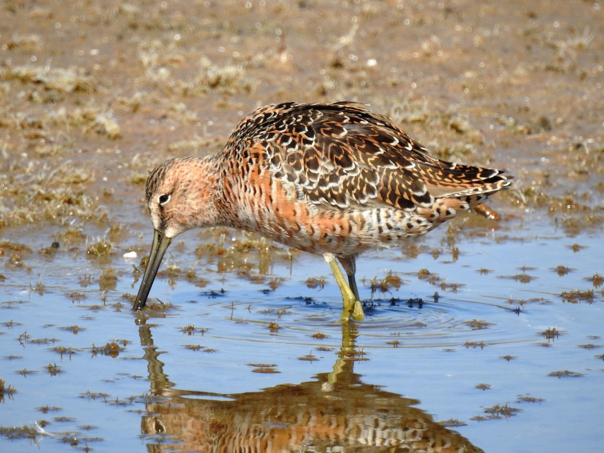 Long-billed Dowitcher - ML98184251