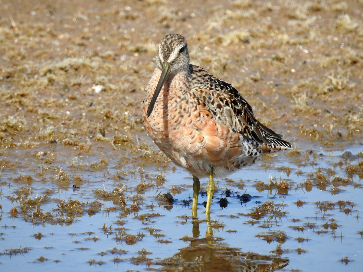 Long-billed Dowitcher - ML98184281