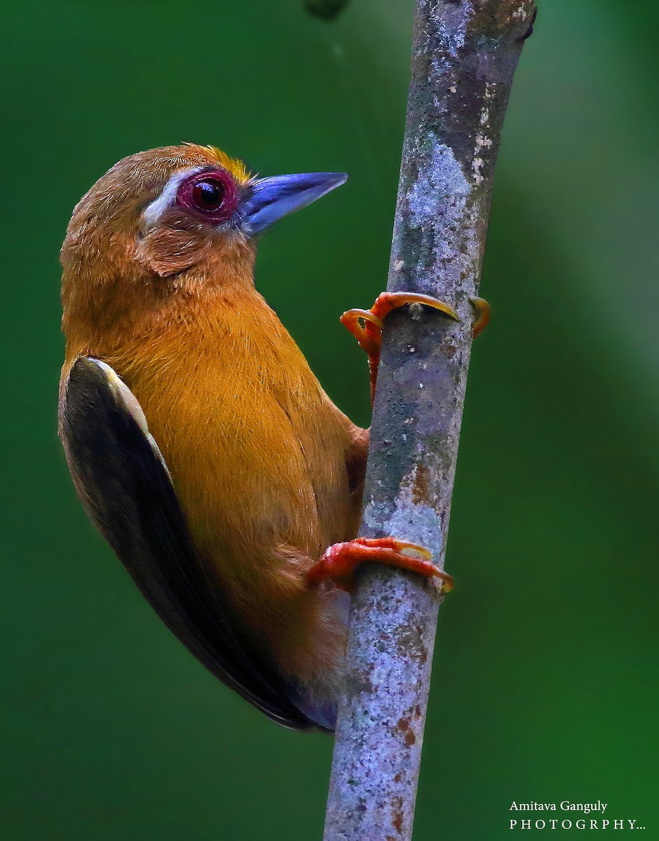 White-browed Piculet - ML98184811