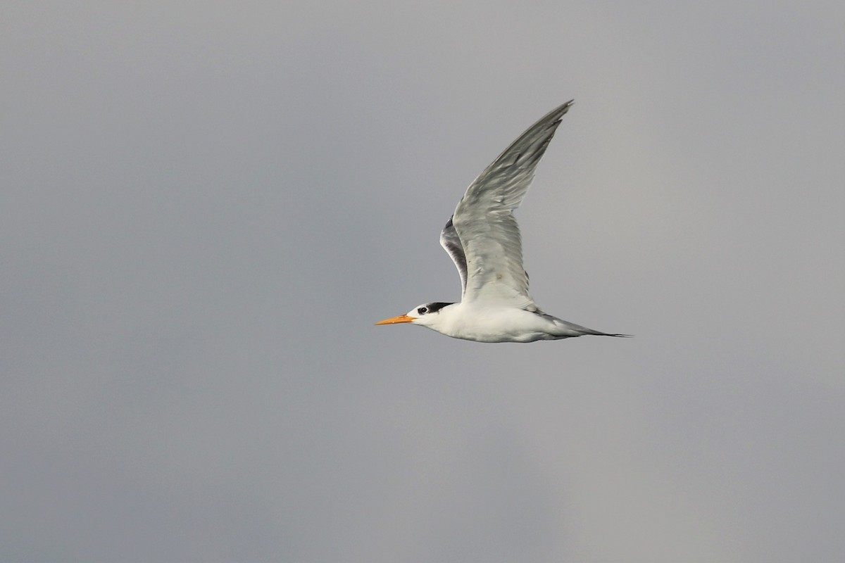 Lesser Crested Tern - Fadzrun A.