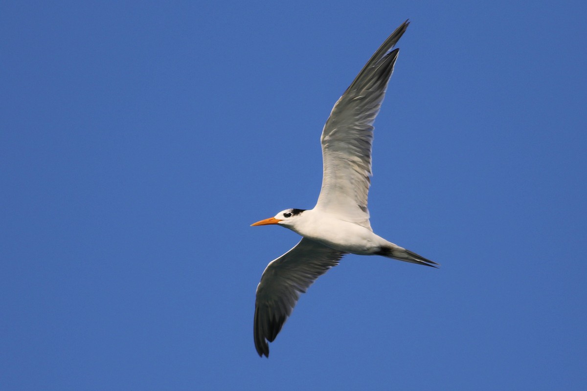 Lesser Crested Tern - ML98185701