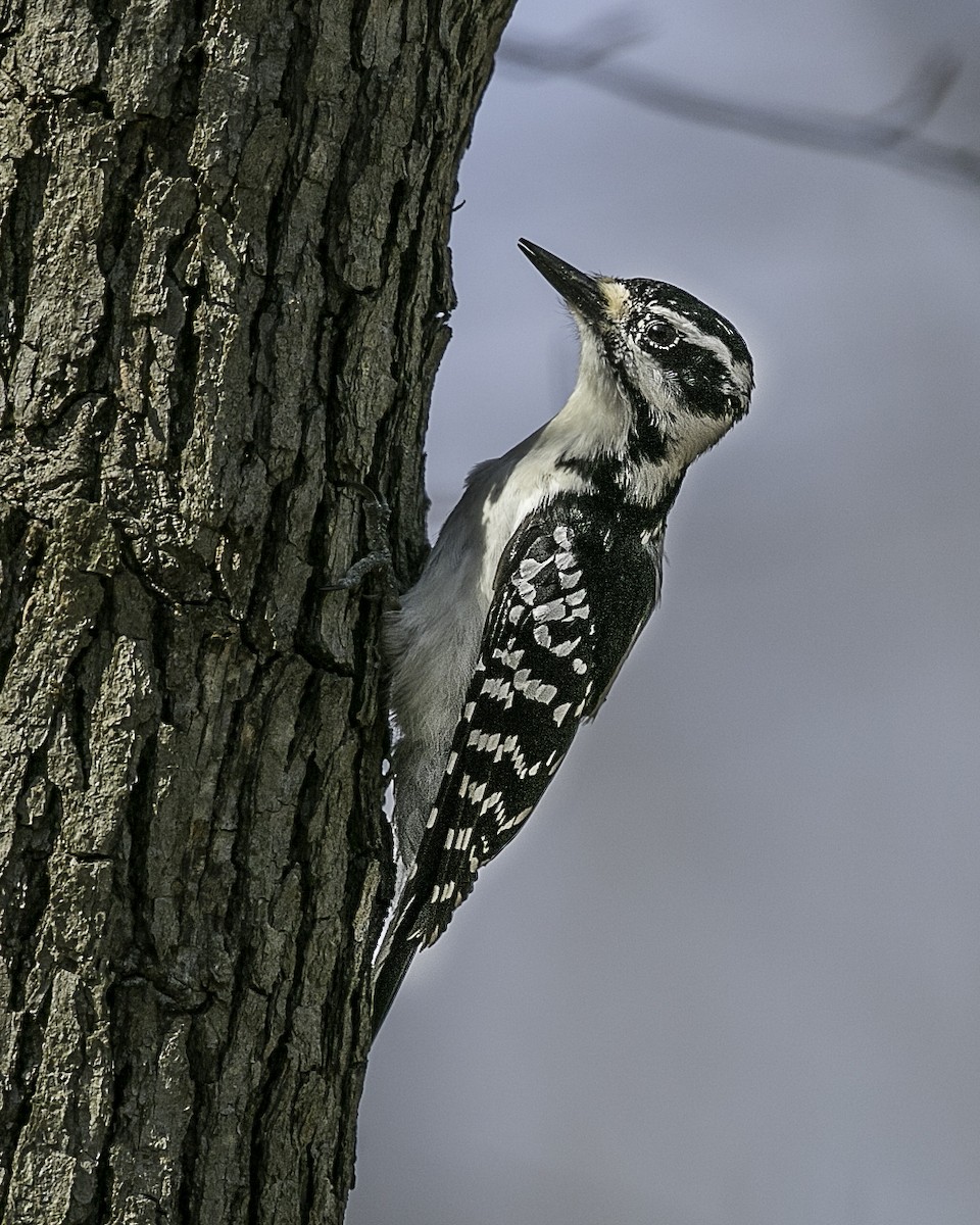 Hairy Woodpecker - Jeremy Coleman