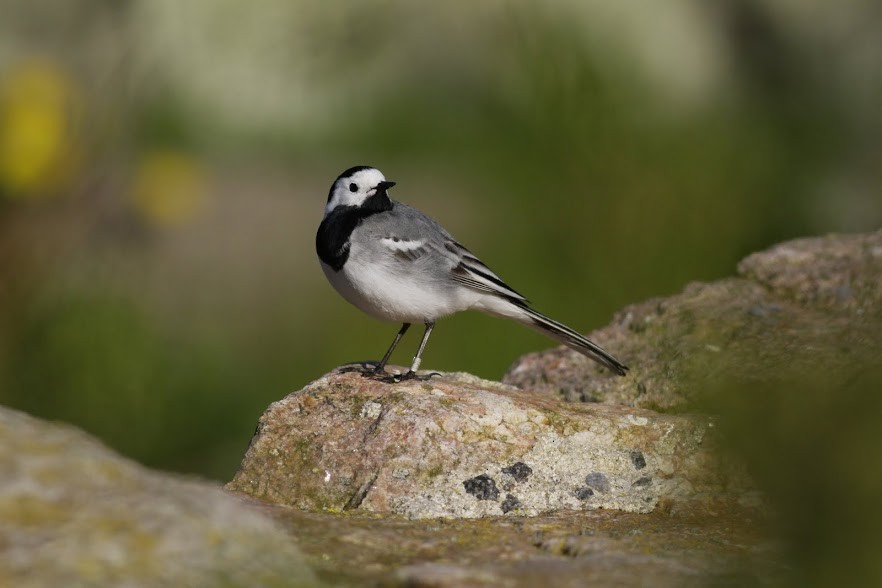 White Wagtail (White-faced) - ML98196591