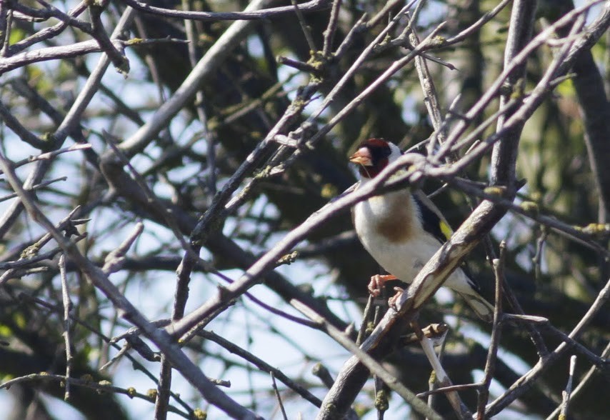 European Goldfinch (European) - ML98196611