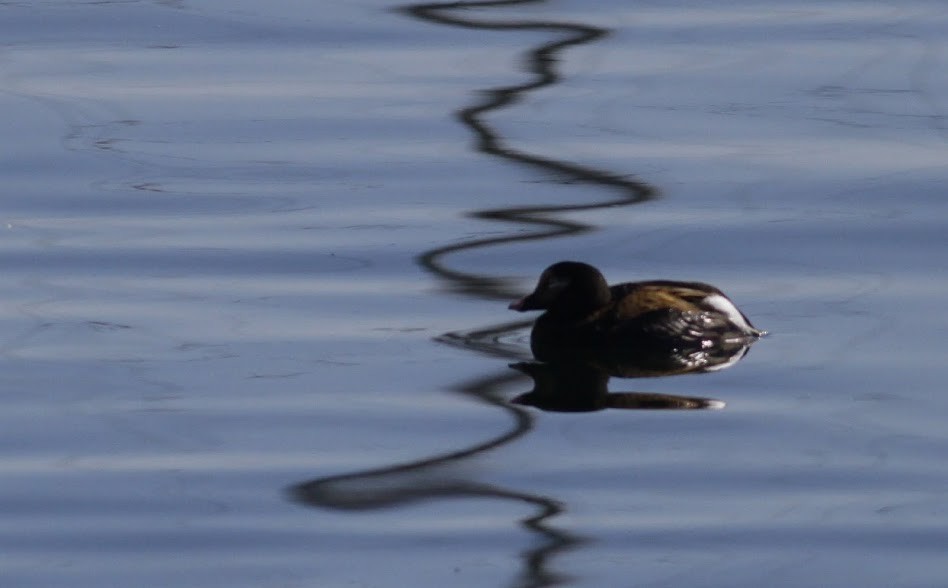 Long-tailed Duck - ML98196621