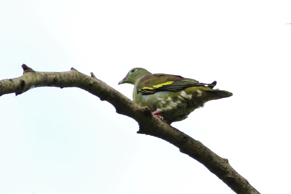Thick-billed Green-Pigeon - ML98196961