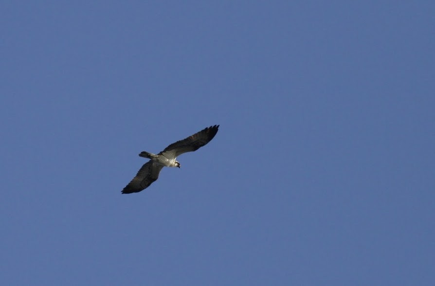 Águila Pescadora (haliaetus) - ML98197321
