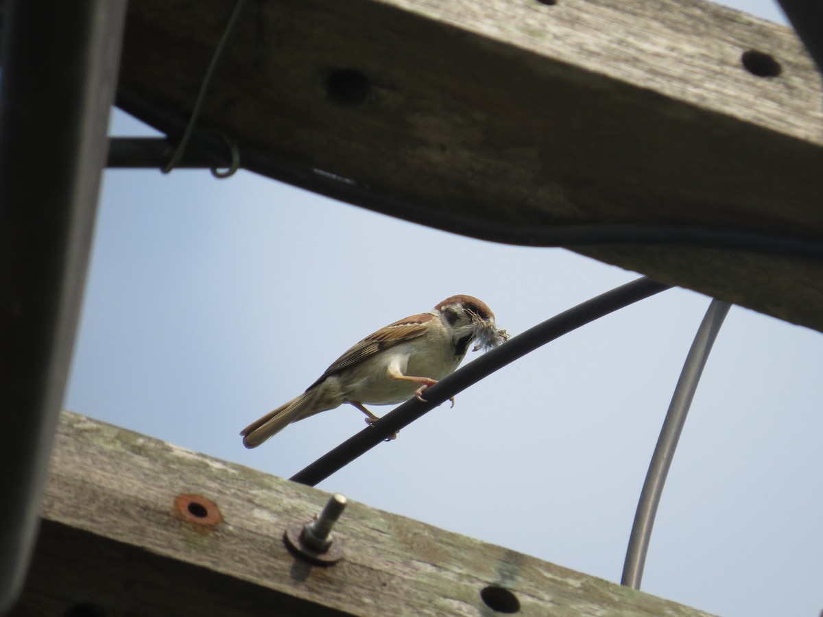 Eurasian Tree Sparrow - ML98197641