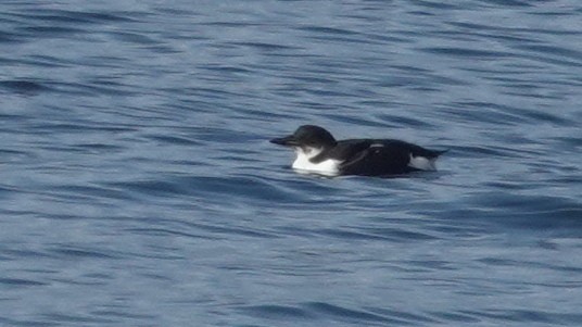 Thick-billed Murre - ML98198271