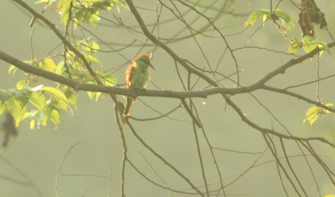 Asian Green Bee-eater - ML98198431