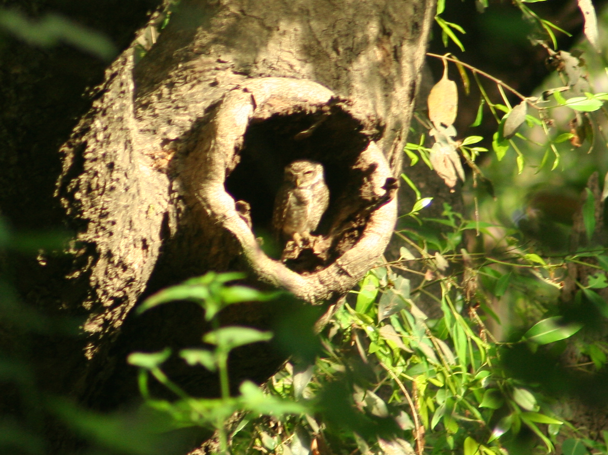 Spotted Owlet - ML98198521