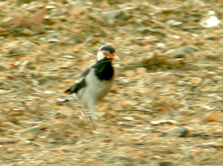 Indian Pied Starling - ML98198791
