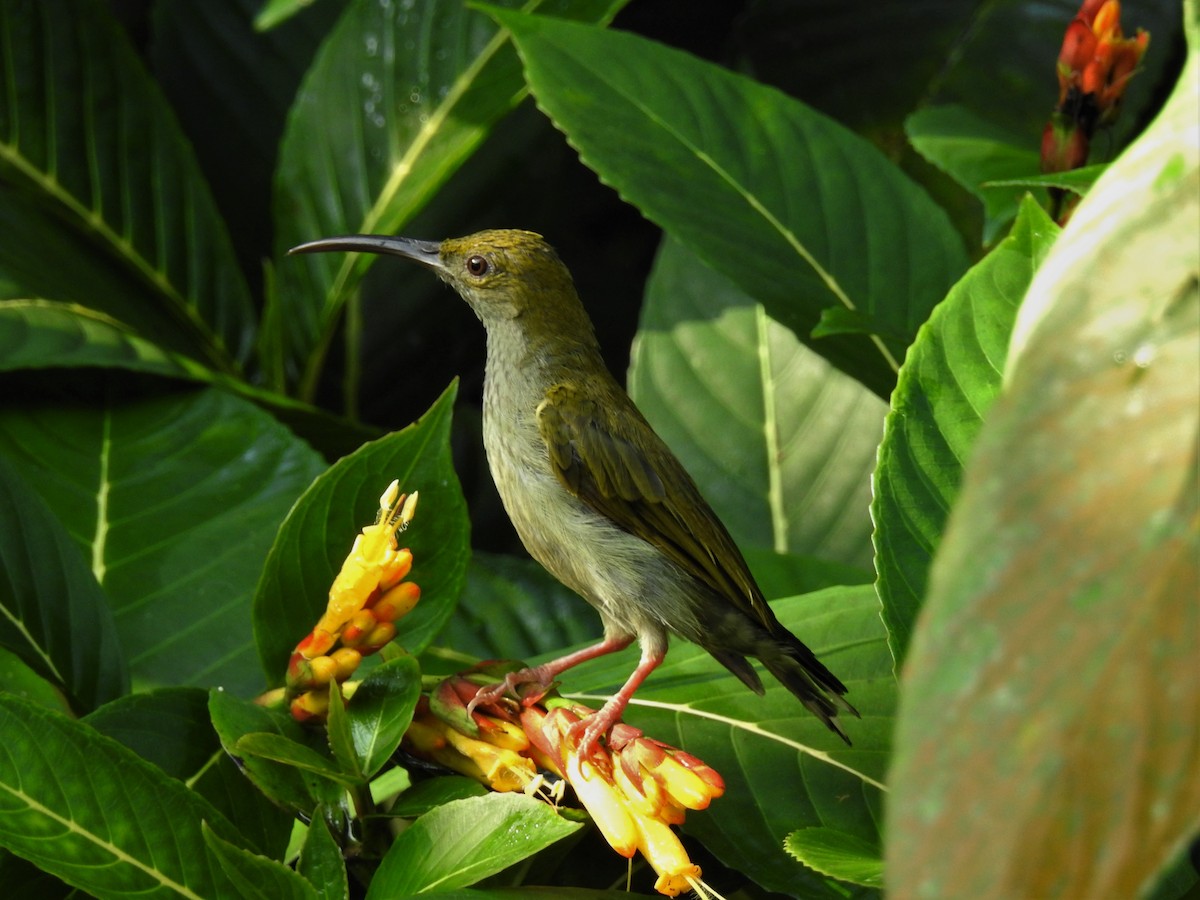 Gray-breasted Spiderhunter - Andy Lee
