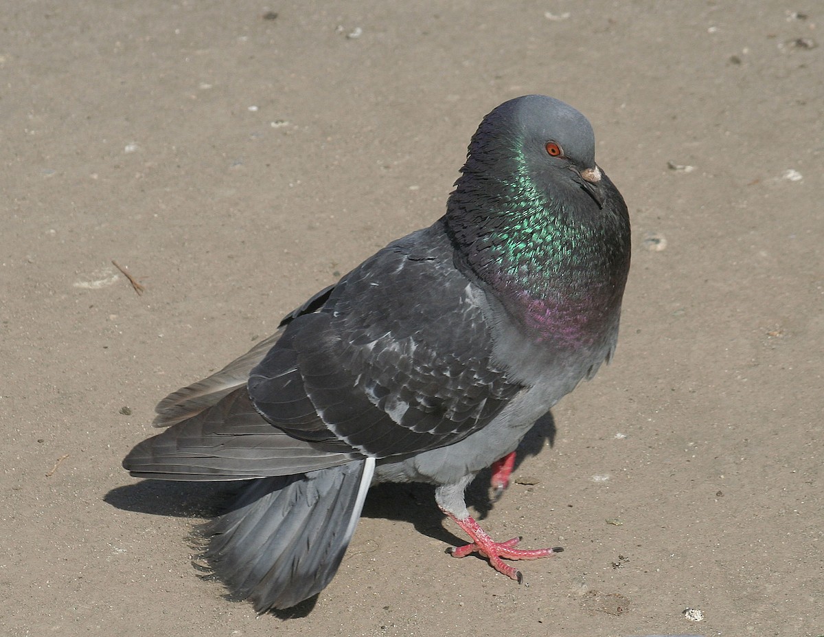 Rock Pigeon (Feral Pigeon) - john fitch