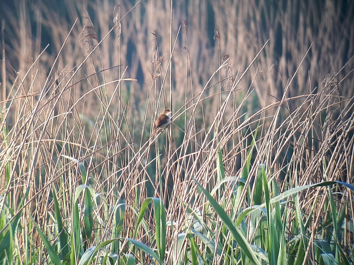 Common Reed Warbler - João Tomás