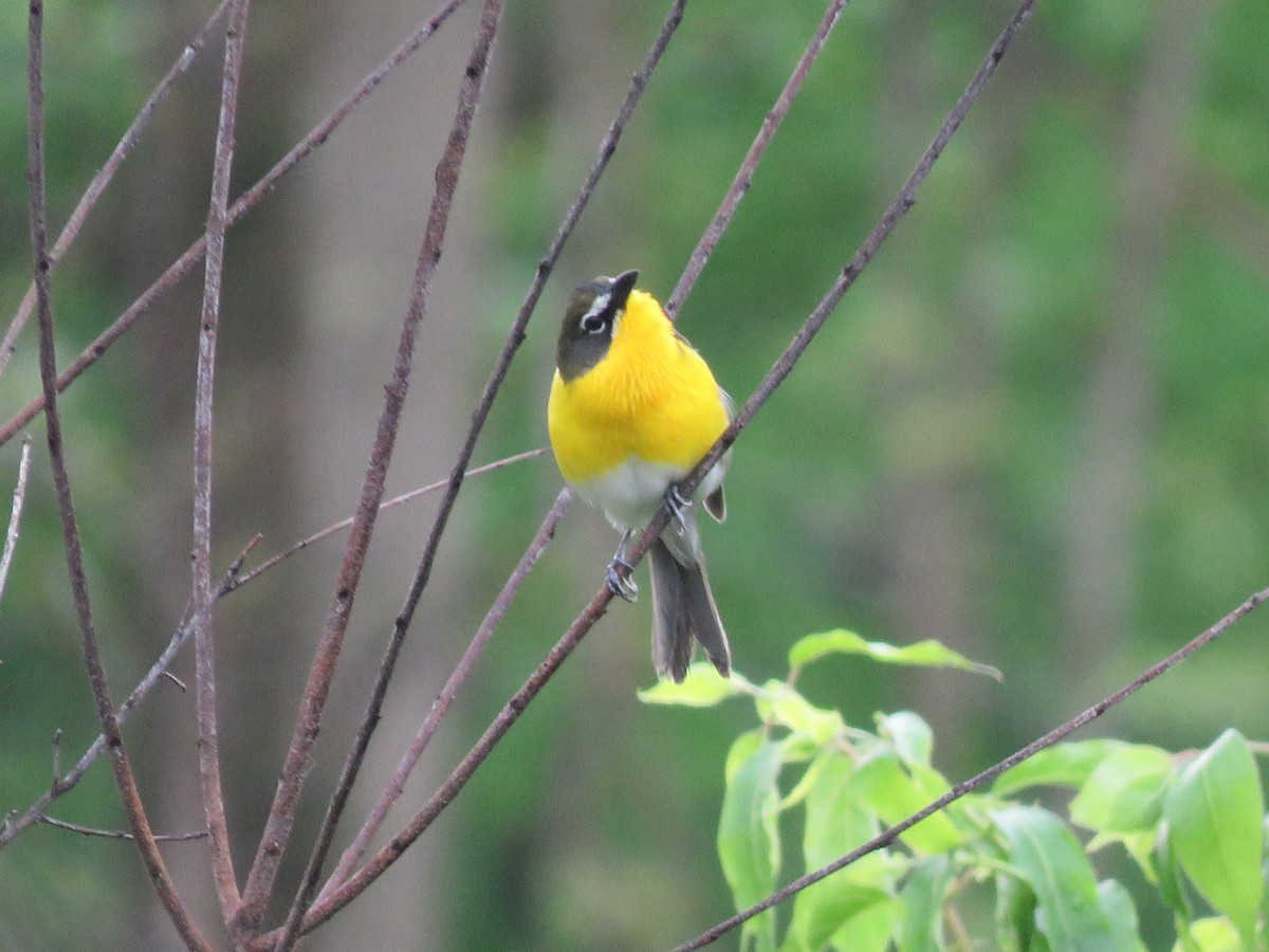 Yellow-breasted Chat - ML98204851