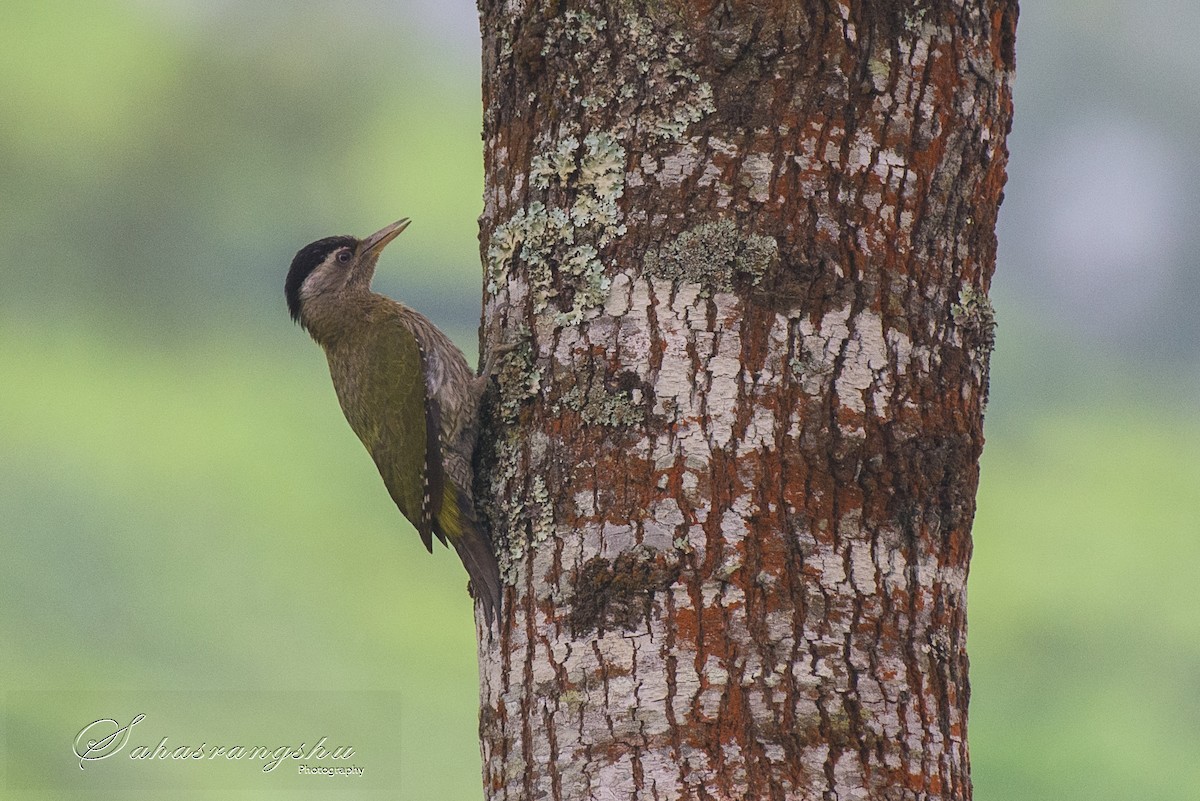 Streak-throated Woodpecker - Sahasrangshu Pal Choudhury