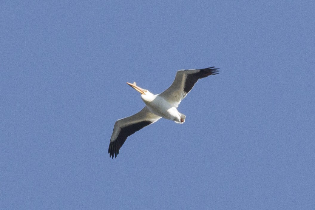 American White Pelican - Vincent Fyson