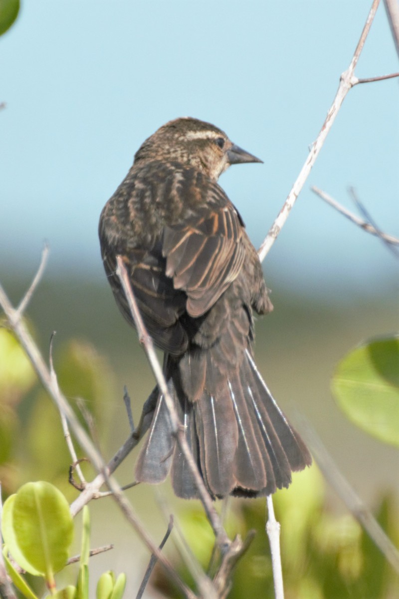 Red-winged Blackbird - Ann Satterfield