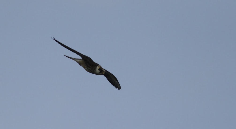 Red-footed Falcon - ML98213061