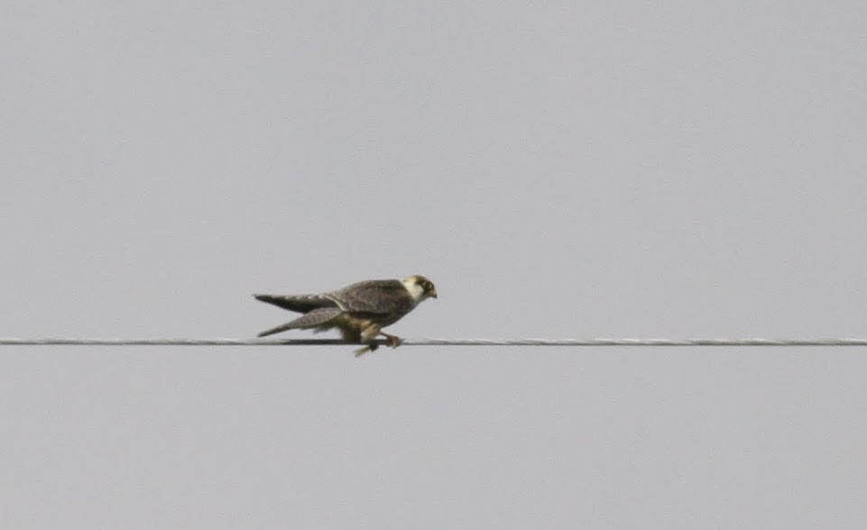 Red-footed Falcon - ML98213081