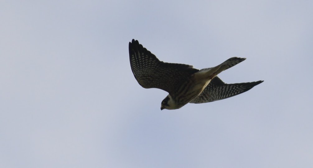 Red-footed Falcon - Anton Liebermann