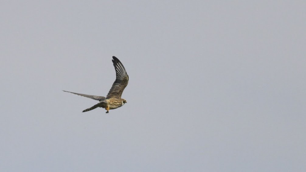 Red-footed Falcon - ML98213111