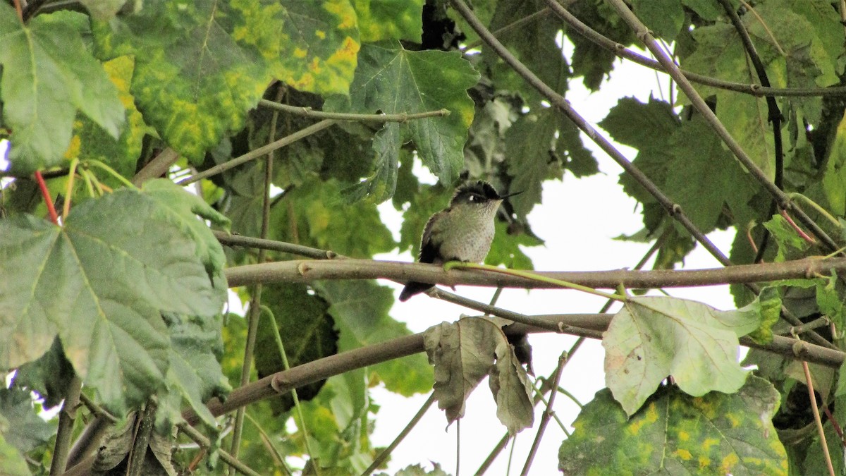 Green-backed Firecrown - ML98214731