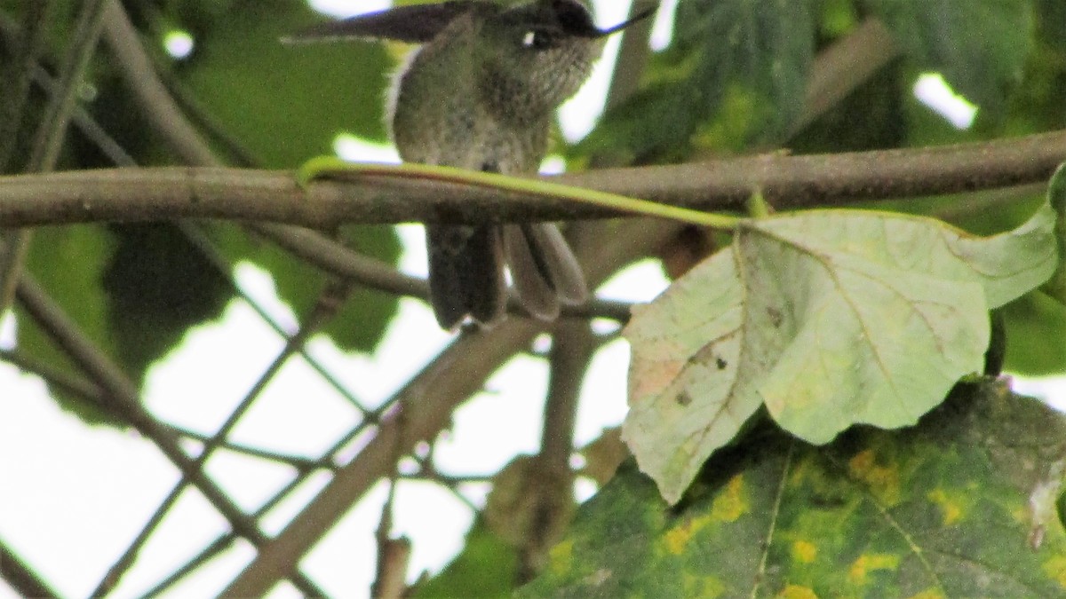 Green-backed Firecrown - ML98214881