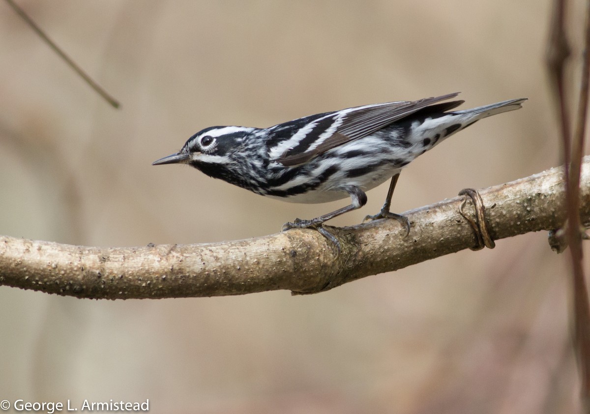 Black-and-white Warbler - George Armistead | Hillstar Nature