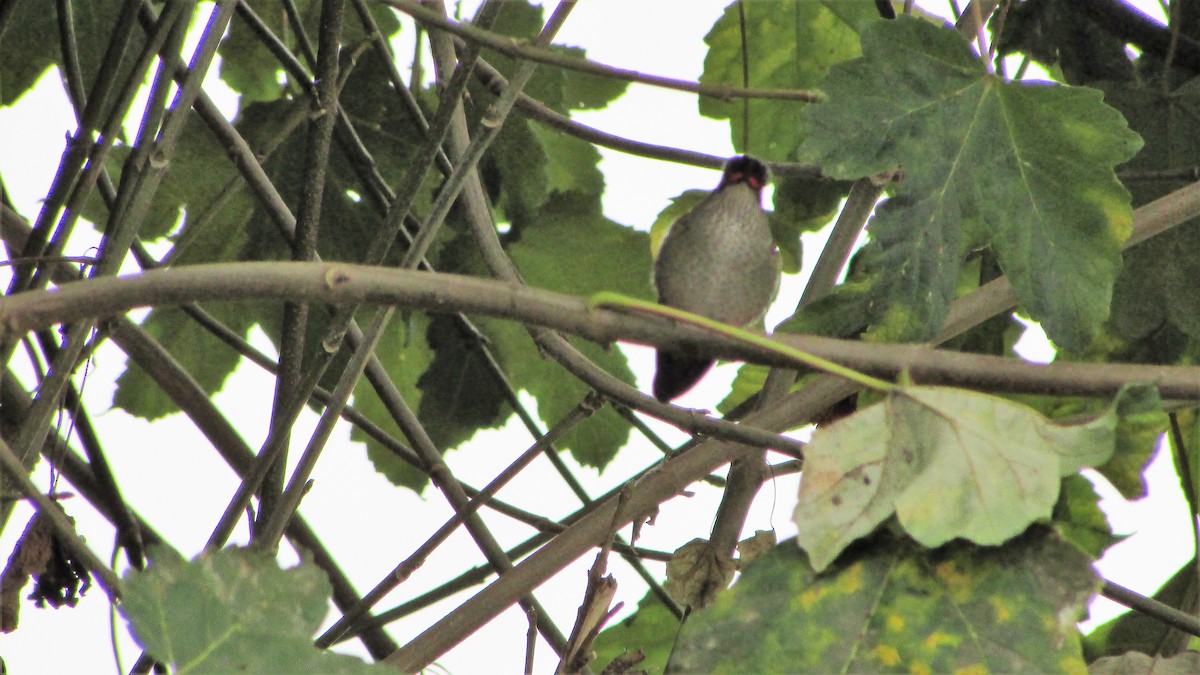 Green-backed Firecrown - ML98214991