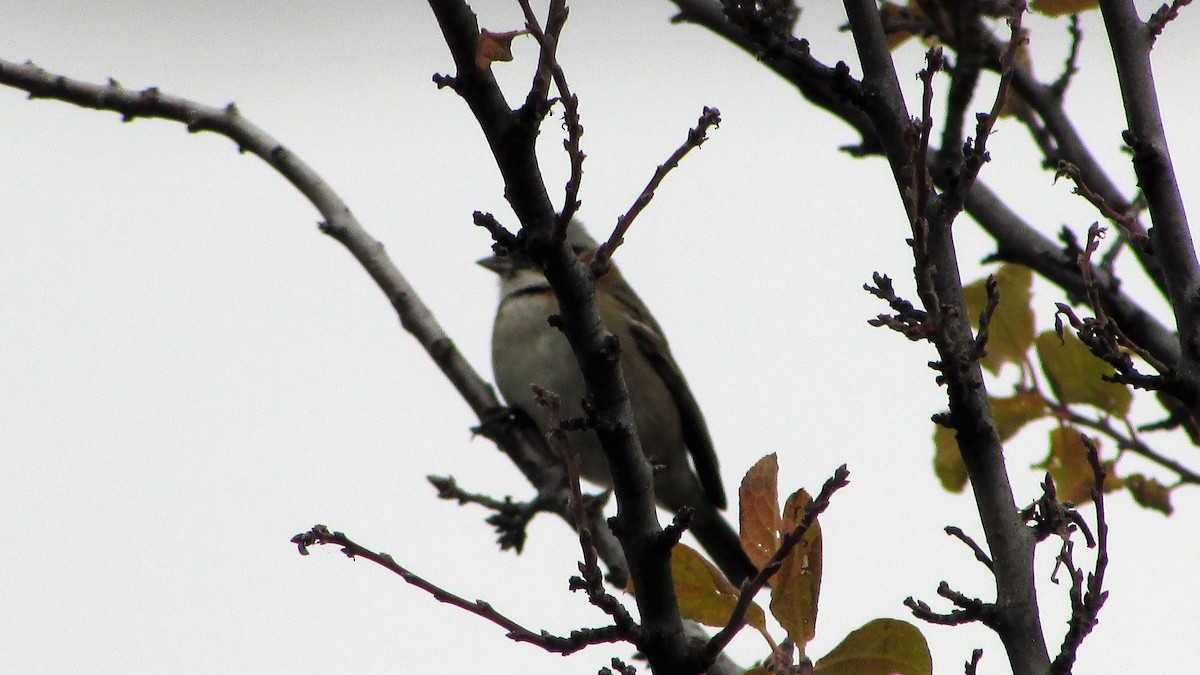 Rufous-collared Sparrow - ML98220101