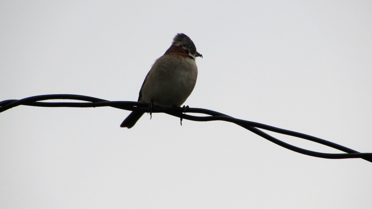 Rufous-collared Sparrow - ML98220321