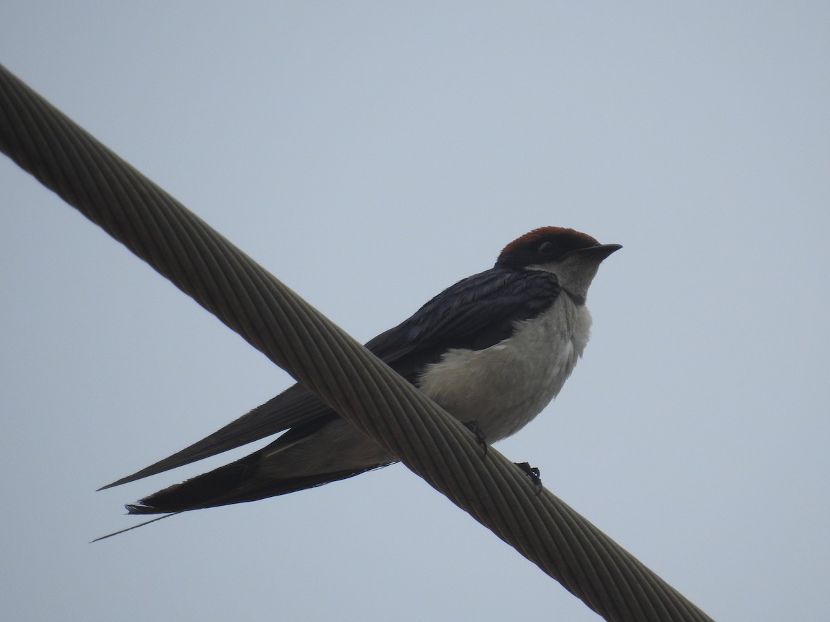 Wire-tailed Swallow - Ashwin Viswanathan