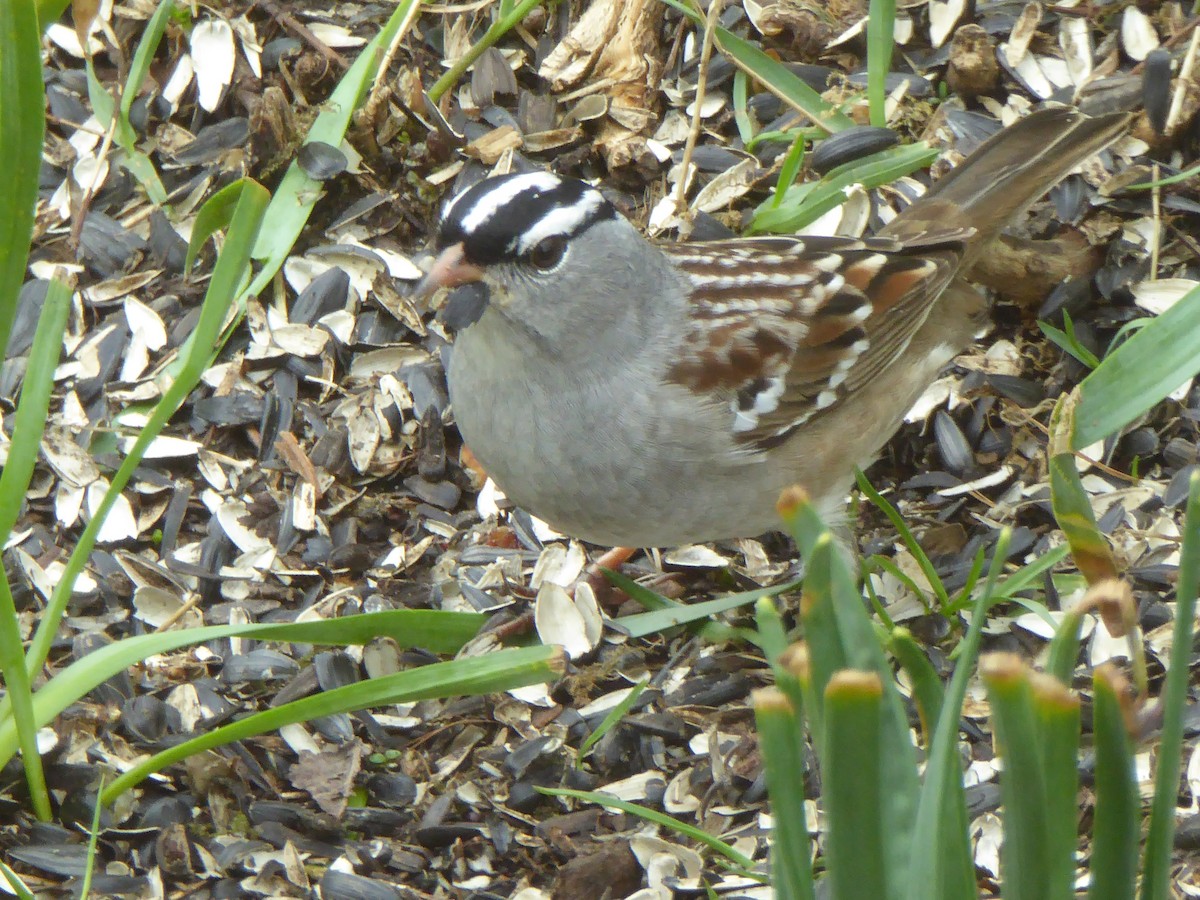 White-crowned Sparrow - Marilyn BARNES
