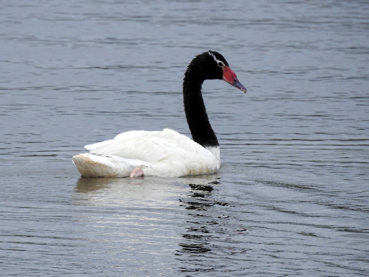 Black-necked Swan - Carlos Crocce