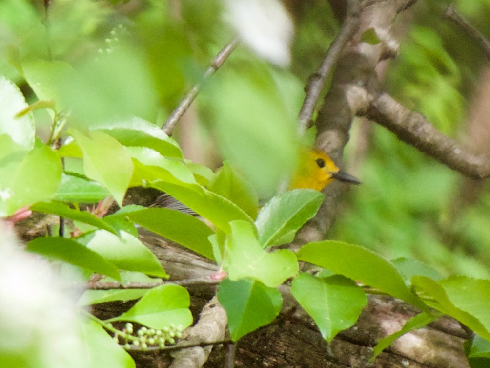 Prothonotary Warbler - Christopher Eliot