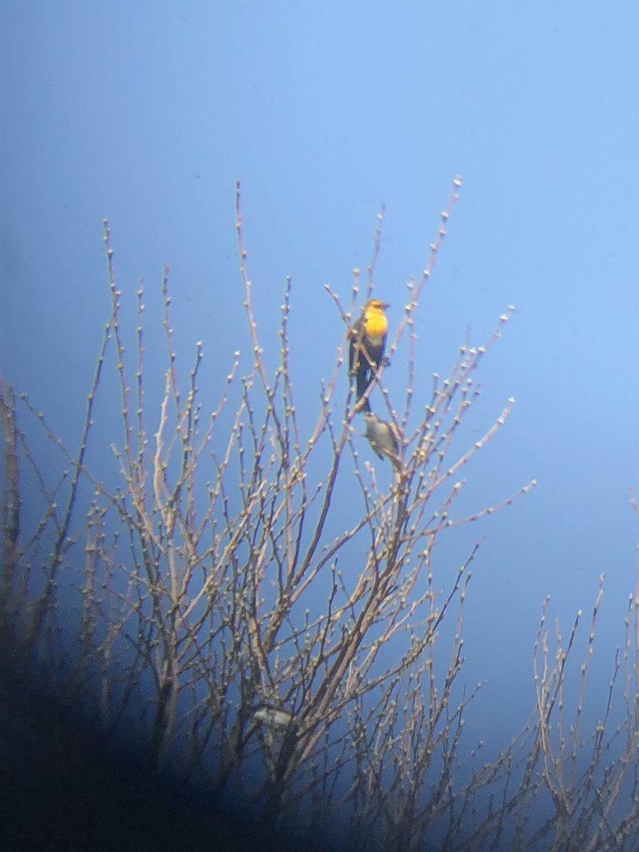 Yellow-headed Blackbird - Bridget Kiernan