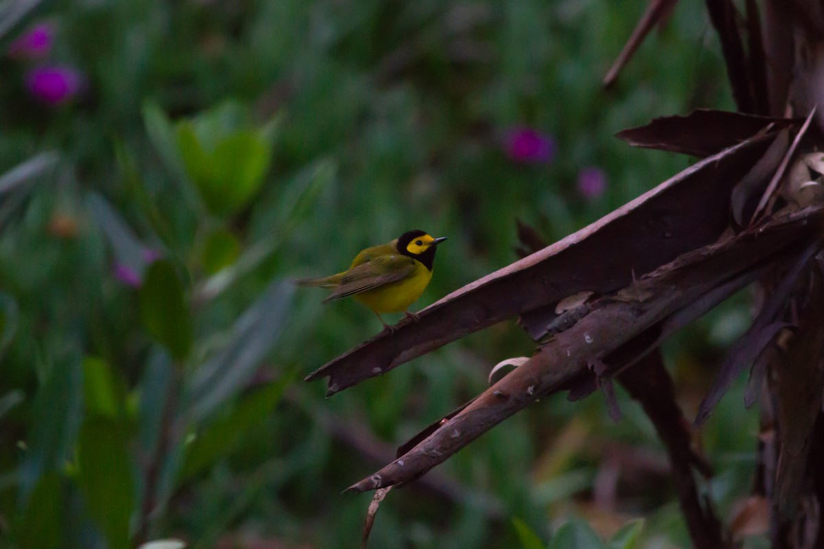 Hooded Warbler - Nathan French