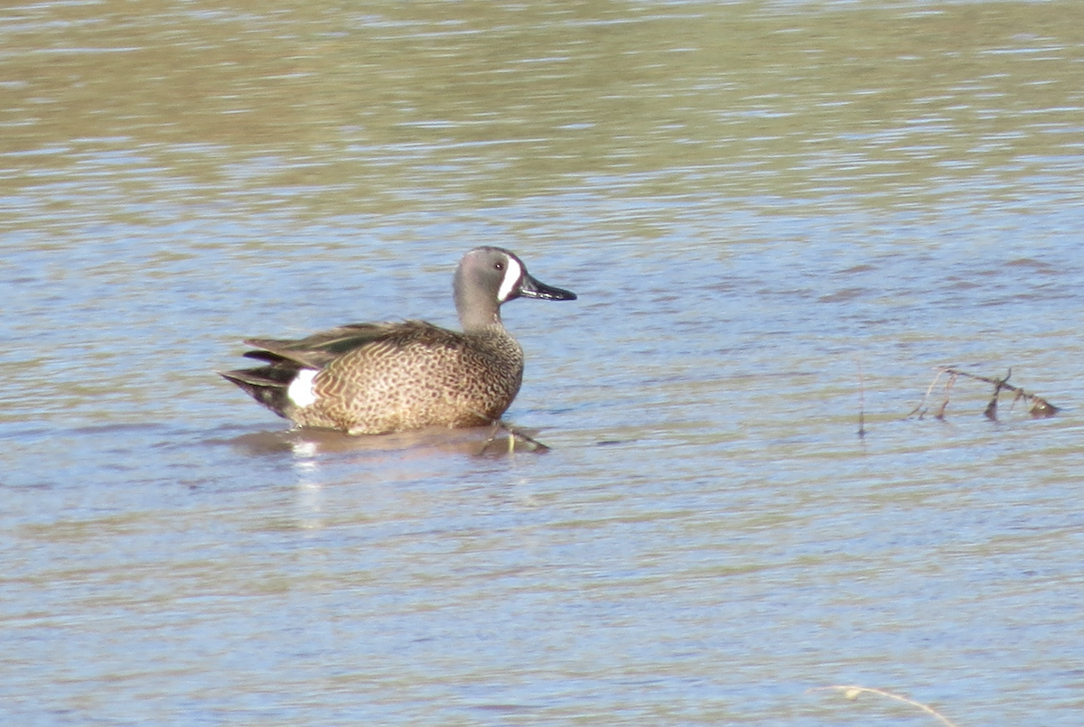 Blue-winged Teal - ML98232001