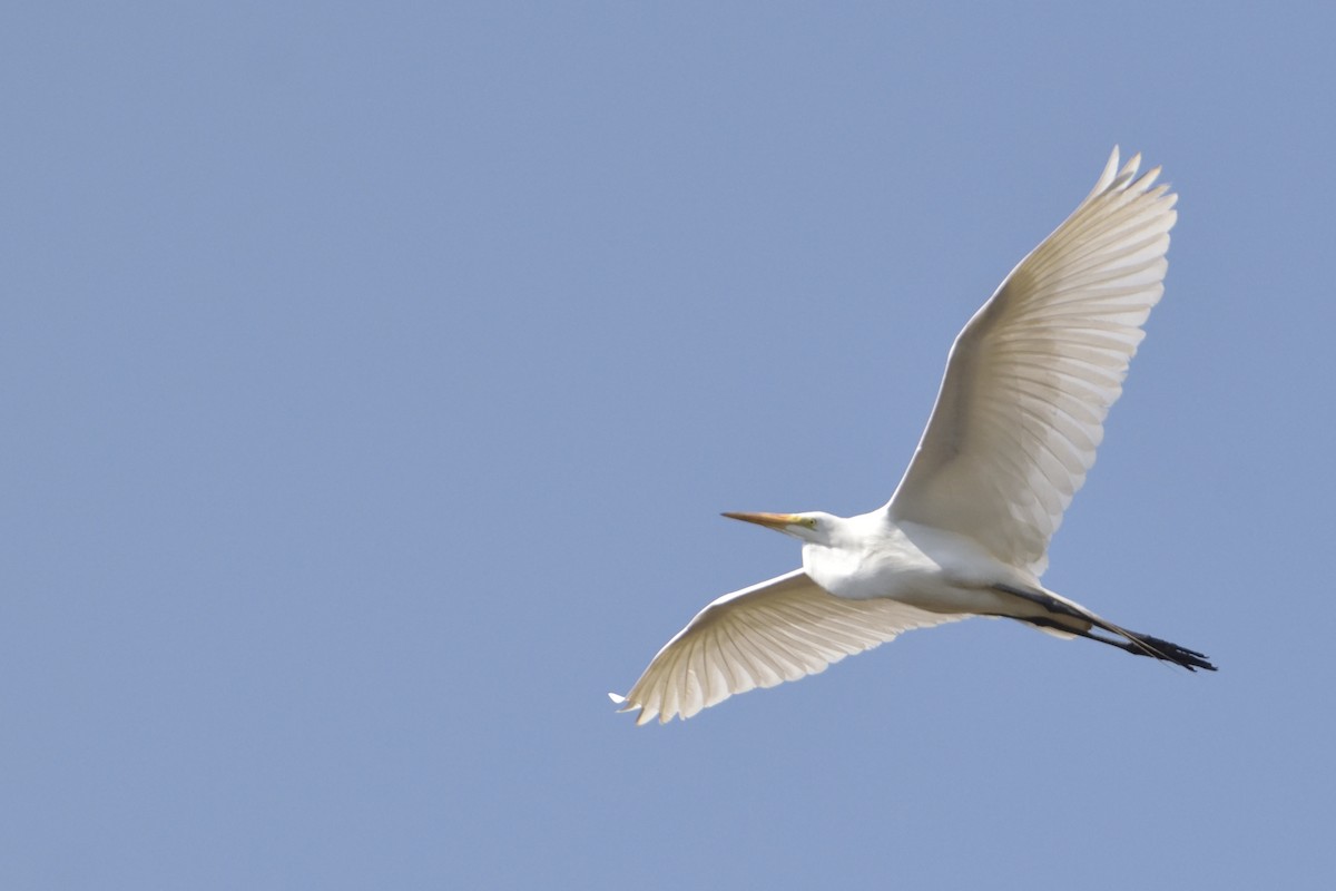 Great Egret - Ricardo Arredondo