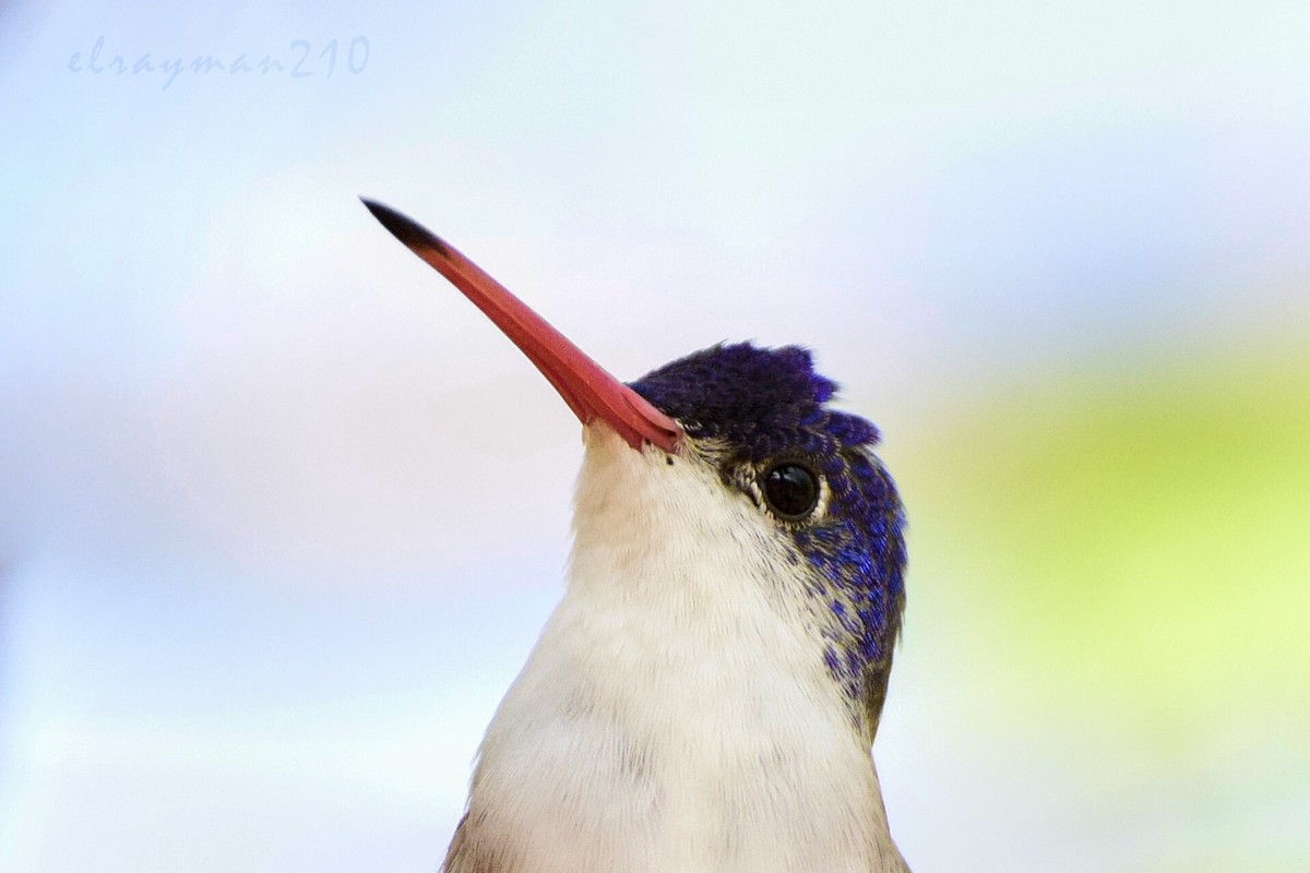 Violet-crowned Hummingbird - ML98234211