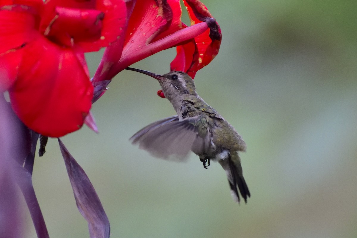 Broad-billed Hummingbird - ML98234221