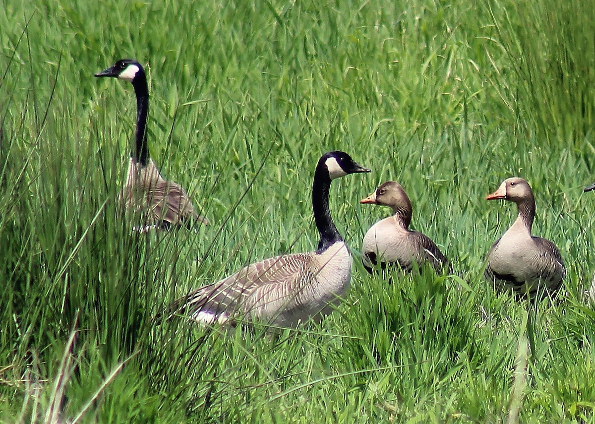 Greater White-fronted Goose - ML98235391