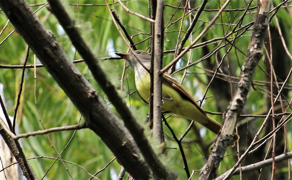 Great Crested Flycatcher - ML98239371