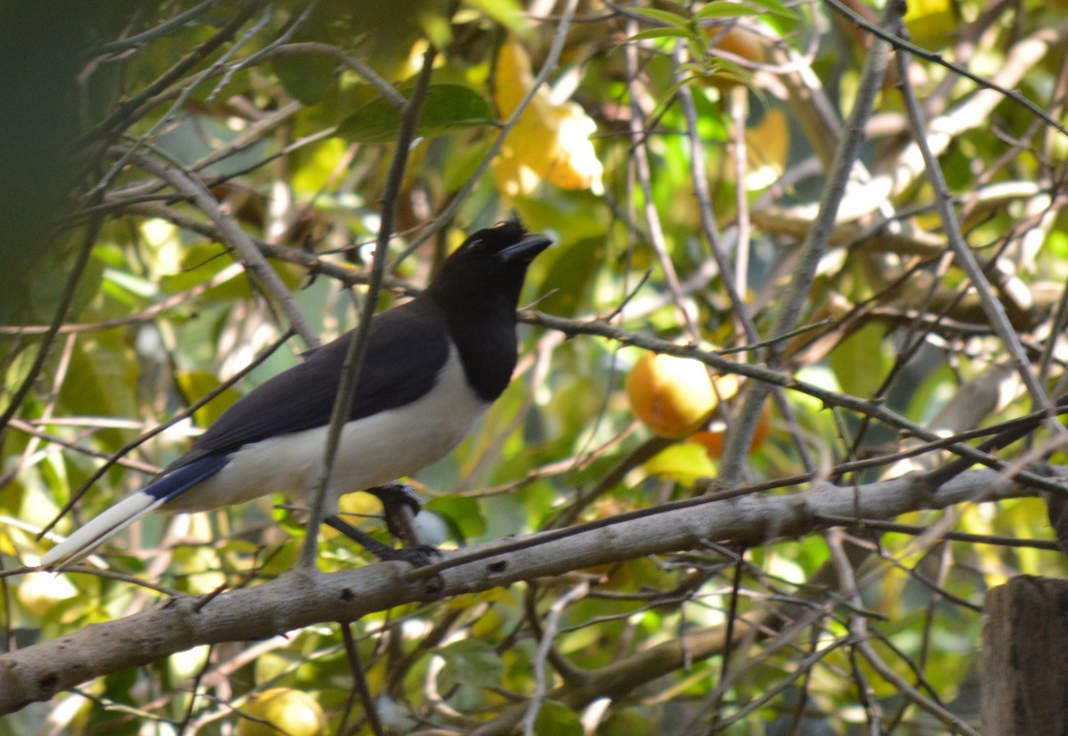 Curl-crested Jay - ML98243631