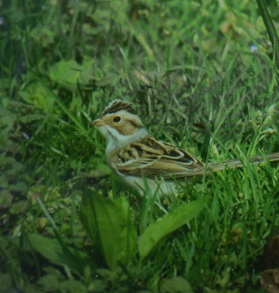 Clay-colored Sparrow - ML98244031