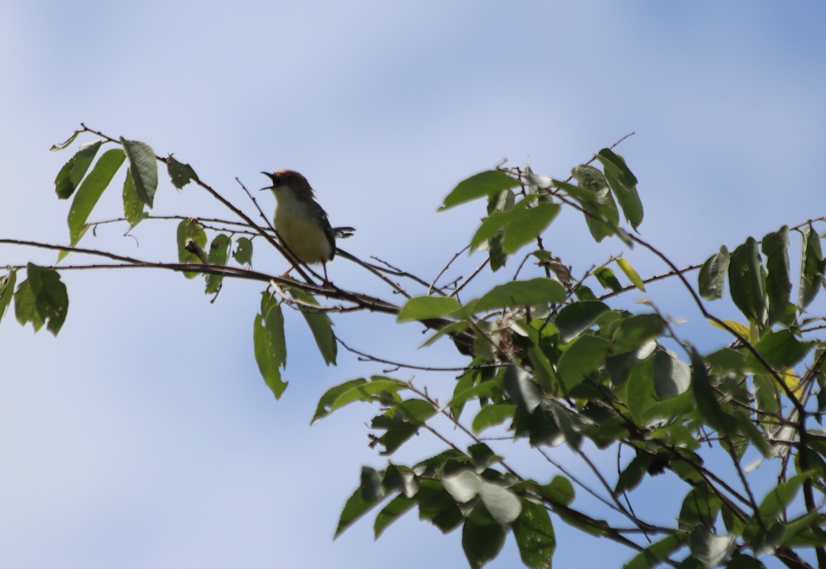 Red-fronted Prinia - ML98245391