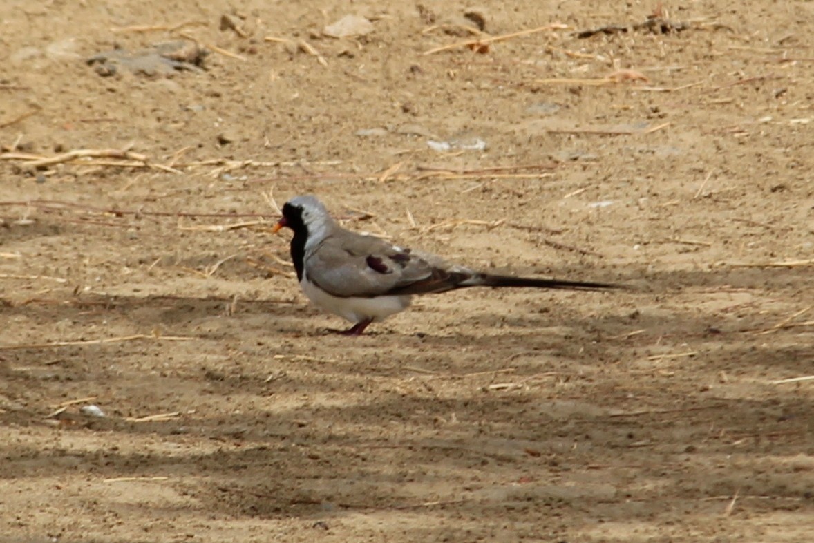 Namaqua Dove - ML98245971