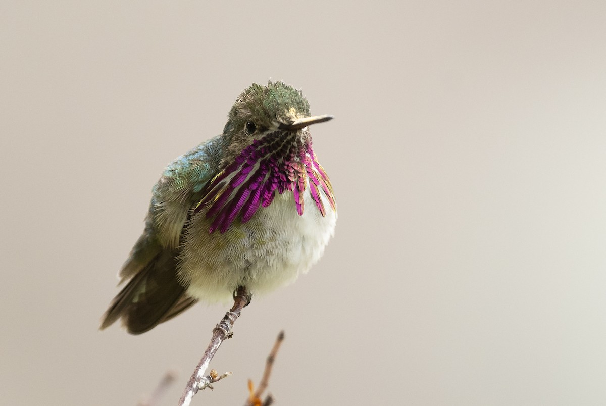 Calliope Hummingbird - Ian Routley